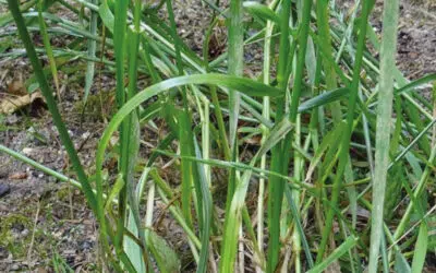 Sonntagswort | 16. Sonntag A | 19.07.2020