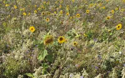 Sonntagswort | 23. Sonntag A | 06.09.2020