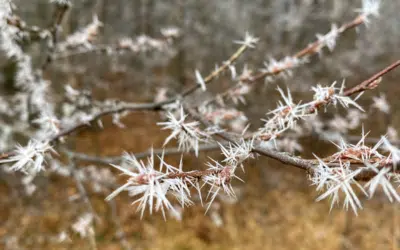 Sonntagswort und Familienaktion | 2. Advent | 06.12.2020