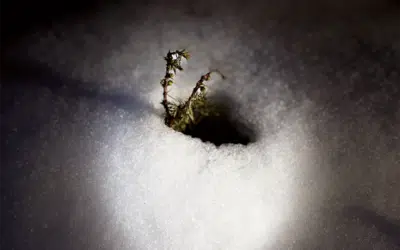 Sonntagswort | HEILIGE NACHT | 24.12.2020