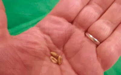 Sonntagswort | 5. Fastensonntag | 21.03.2021