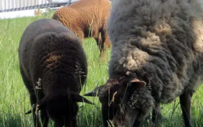 Sonntagswort | 4. Sonntag der Osterzeit | 25.04.2021