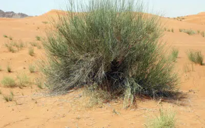 Sonntagswort | 19. Sonntag B | 08.08.2021