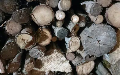 Sonntagswort | 3. Fastensonntag C | 20.03.2022