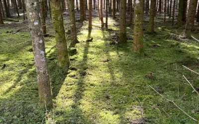 Sonntagswort | 13. Sonntag C | 26.06.2022