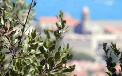 Sonntagswort | 33. Sonntag C | 13.11.2022