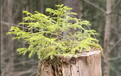 Sonntagswort | 2. Advent | 04.12.2022