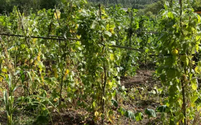 Sonntagswort | 26. Sonntag A ERNTEDANK | 01.10.2023