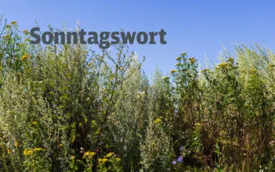 Sonntagswort | Mariä Aufnahme in den Himmel | 15.08.2026