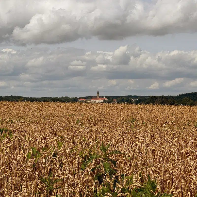 sonntagswort_28072024