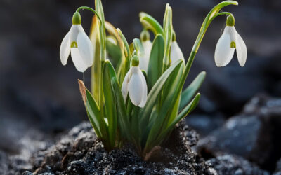 Sonntagswort | ASCHERMITTWOCH | 05.03.2025