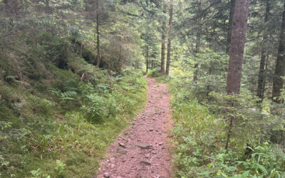 Sonntagswort | 14. Sonntag C | 06.07.2025