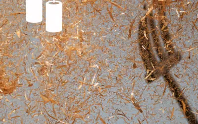 Sonntagswort | 2. Advent A | 07.12.2025