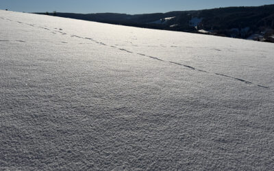 Sonntagswort | 2. Sonntag A | 18.01.2026