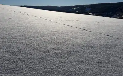 Sonntagswort | 2. Sonntag A | 18.01.2026