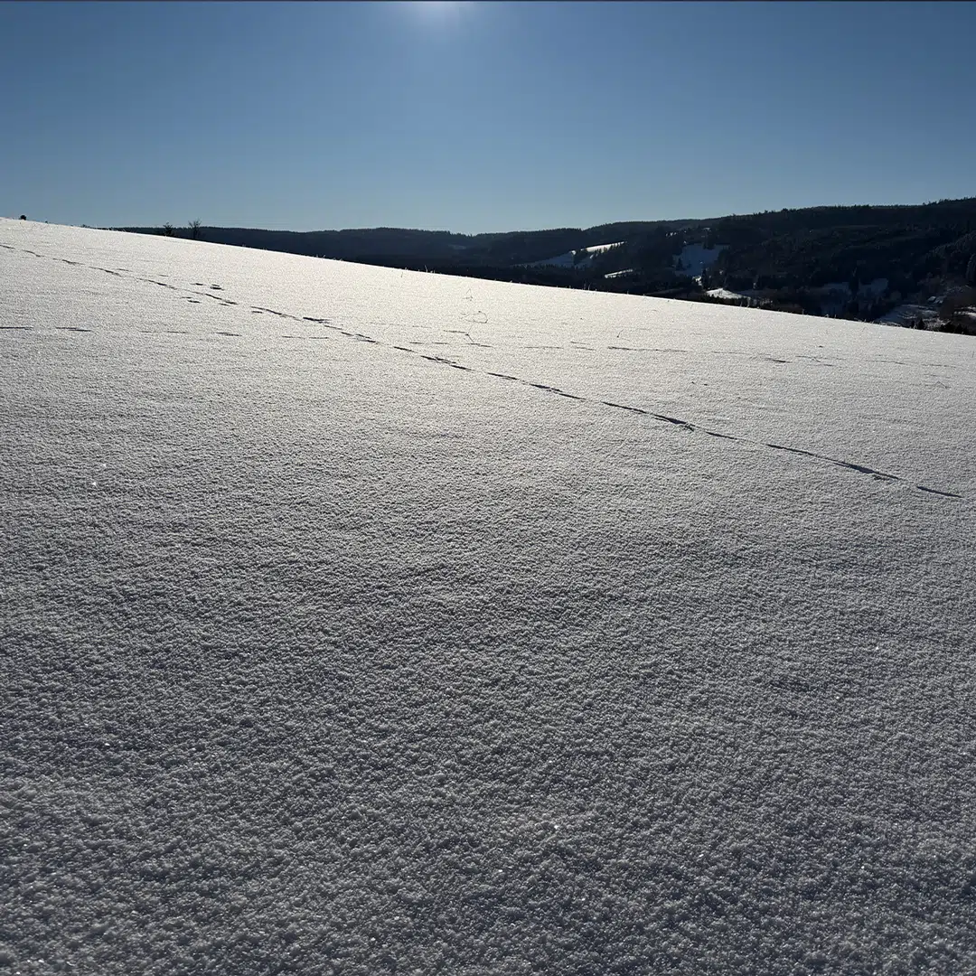 sonntagswort_18012026