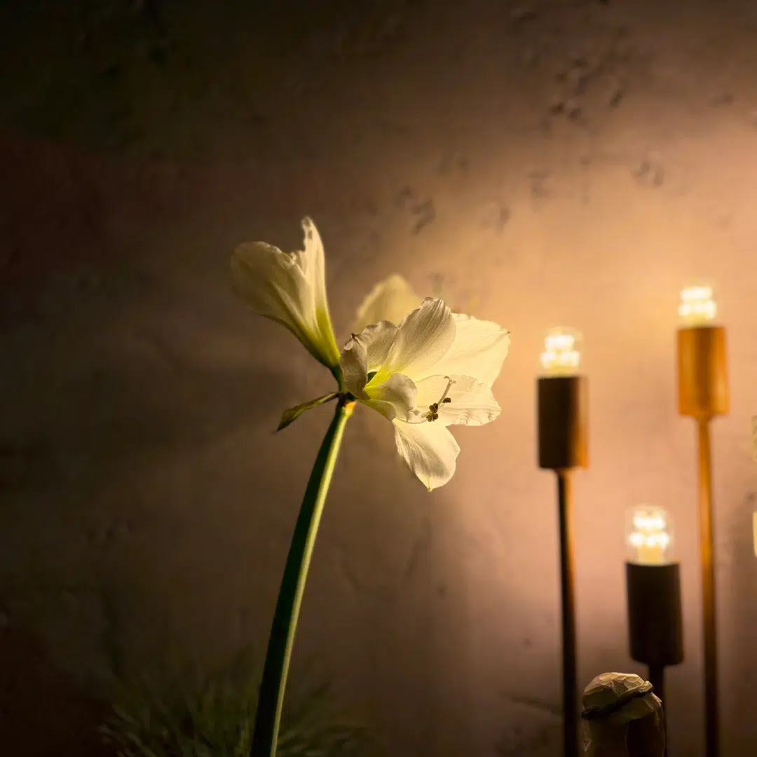 sonntagswort_25012026