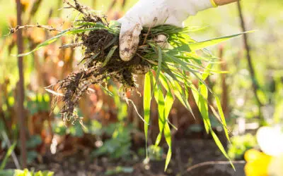 Sonntagswort | 16. Sonntag A | 19.07.2026